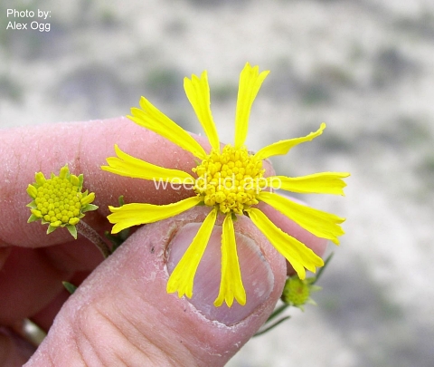 sneezeweed, orange